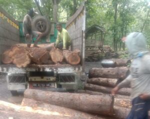 Sebanyak 50 log atau batang Kayu yang berhasil disita oleh petugas KPH Perhutani Banyuwangi Selatan dari tangan masyarakat.(diksi.co.id/kur/rc)
