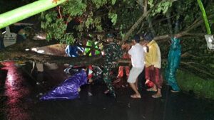 Pohon tumbag