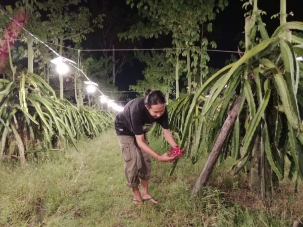 Petani diksi.co.id