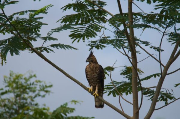 Burung elang yang terlihat di hutan bekas areal pertambangan yang dikelola PT Bumi Sukses Indo.(diksi.co.id/pra)